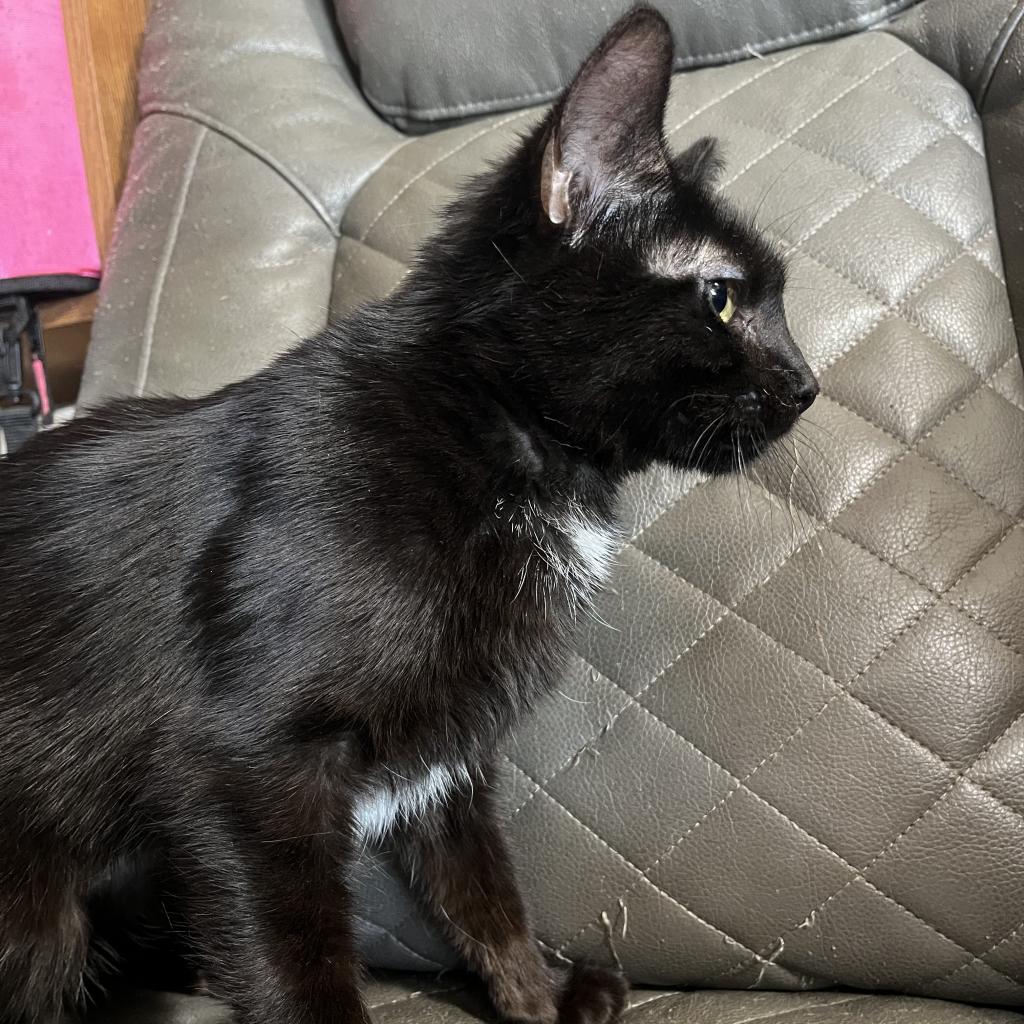 Enlarge Diamond, a Adoptable Domestic Short Hair in Casa Grande, AZ image 3/3