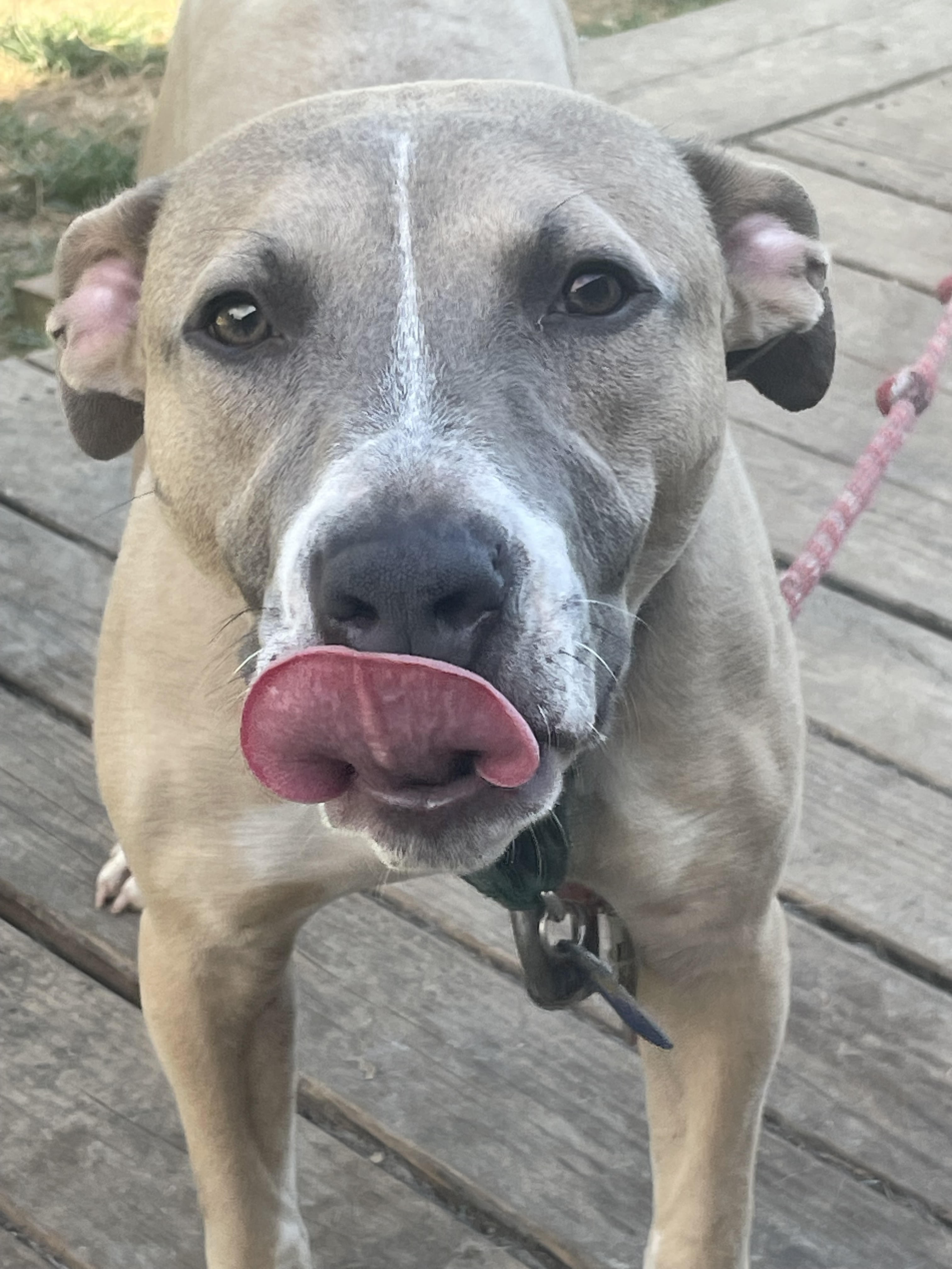 Enlarge Diesel, an adoptable mixed breed in Scottsville, KY image 4/5