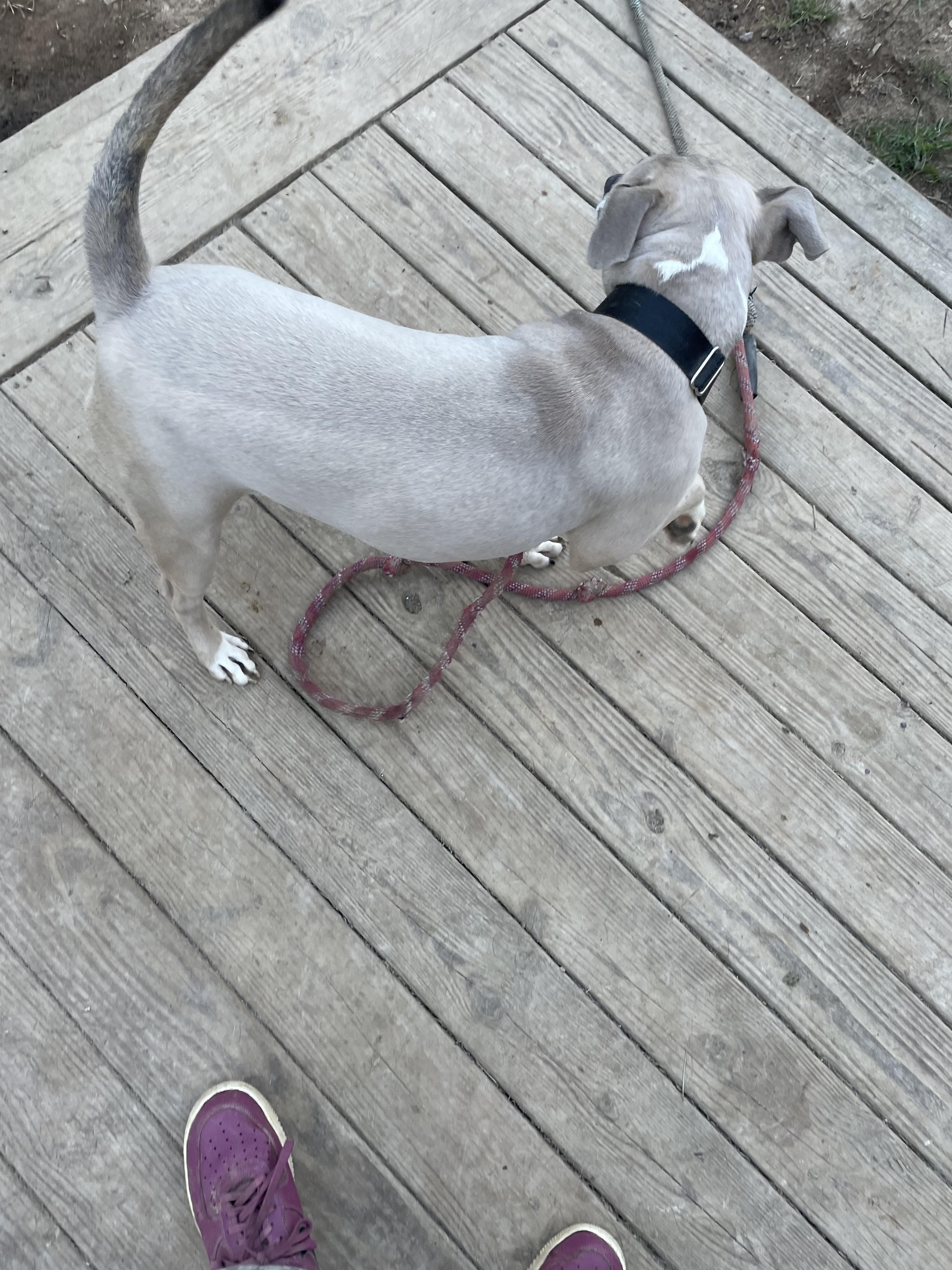 Enlarge Diesel, an adoptable mixed breed in Scottsville, KY image 2/5