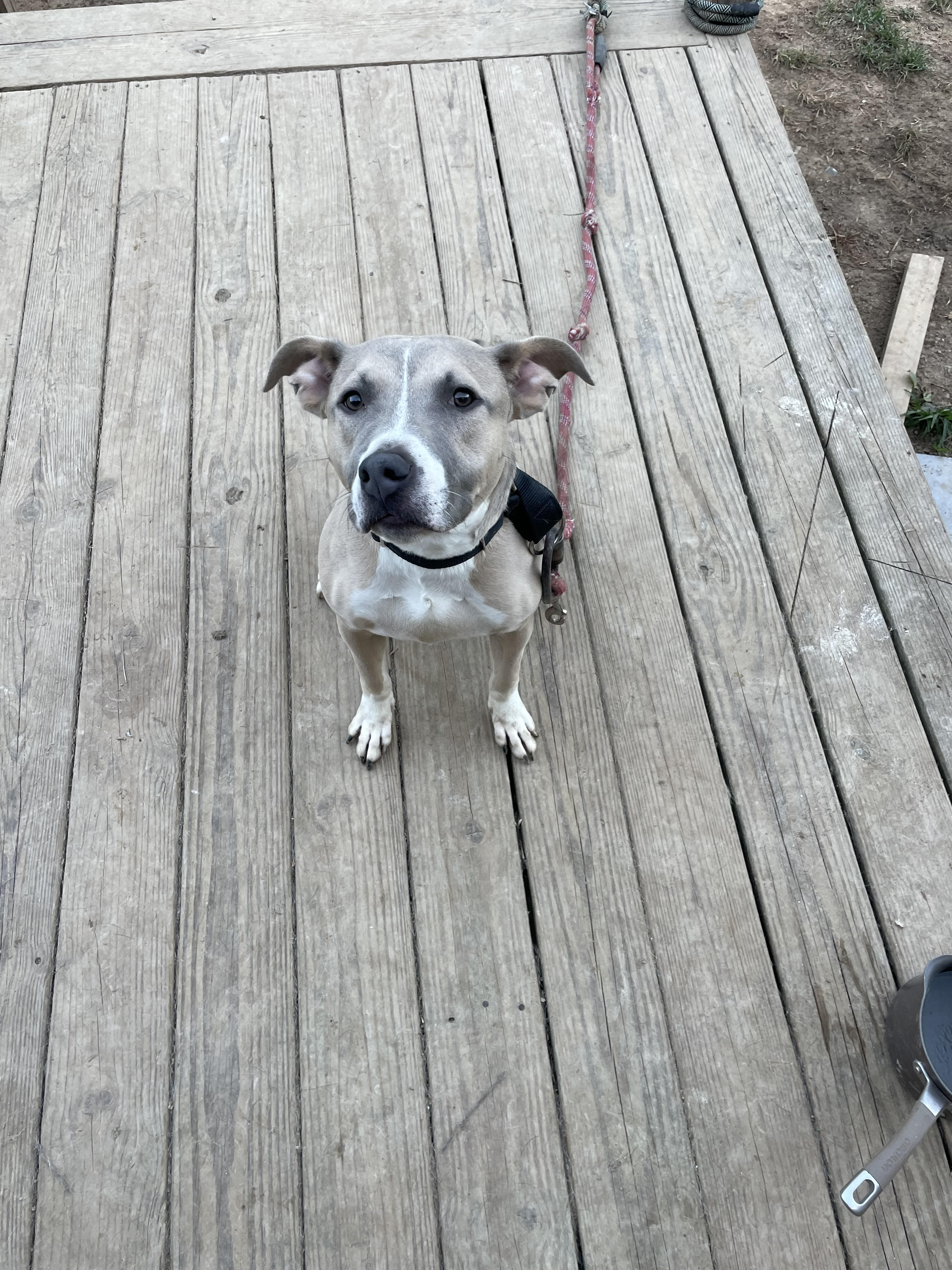 Enlarge Diesel, an adoptable mixed breed in Scottsville, KY image 1/5