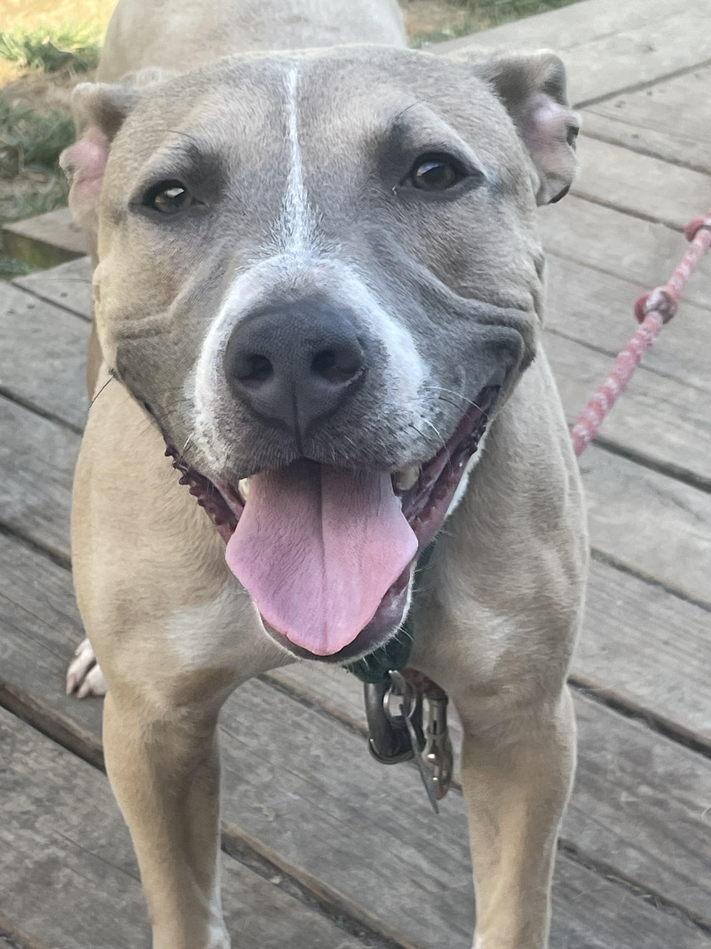 Enlarge Diesel, an adoptable mixed breed in Scottsville, KY image 3/5