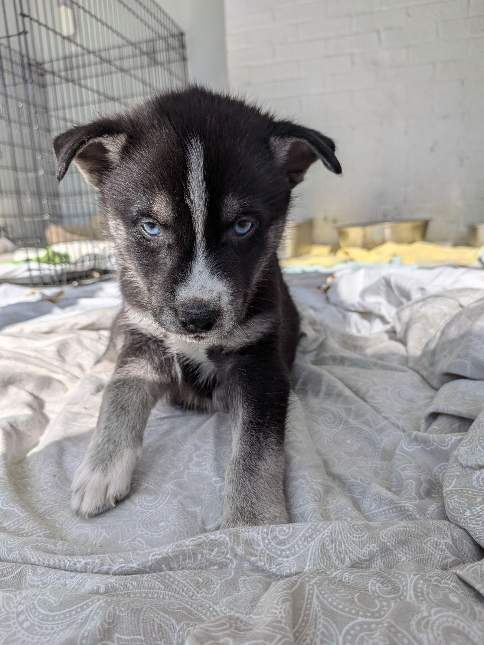 Guava, a Adoptable mixed breed in Charlotte, NC image 2/2