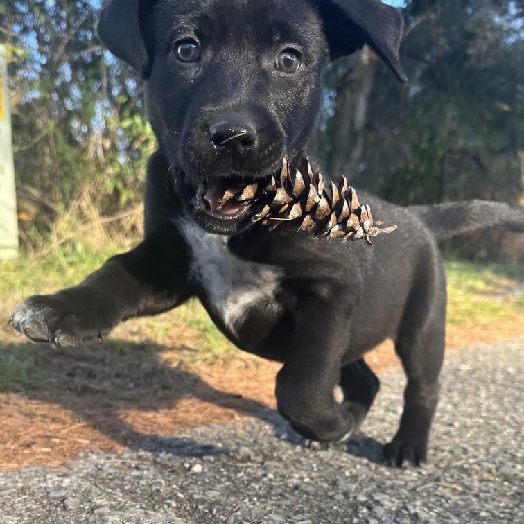 Enlarge Cowgirl, a Adoptable mixed breed in Allentown, PA image 3/5