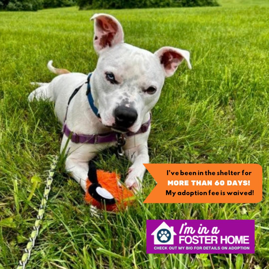 Spike, Adoptable, Adult Male Pit Bull Terrier.