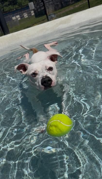 Spike, ADOPTABLE, Adult Male Pit Bull Terrier.