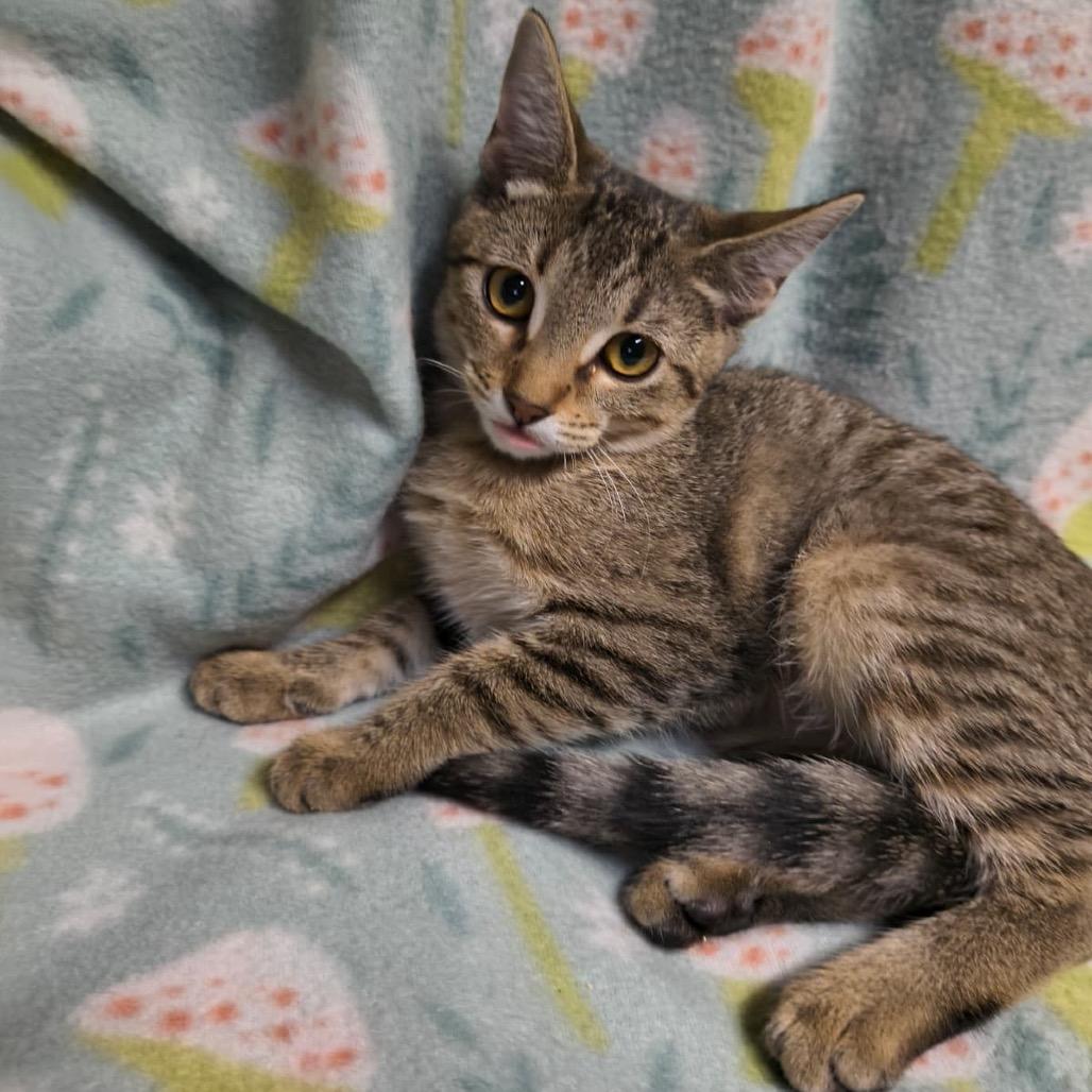 Enlarge Blinky, a Adoptable Domestic Short Hair in Laredo, TX image 1/2