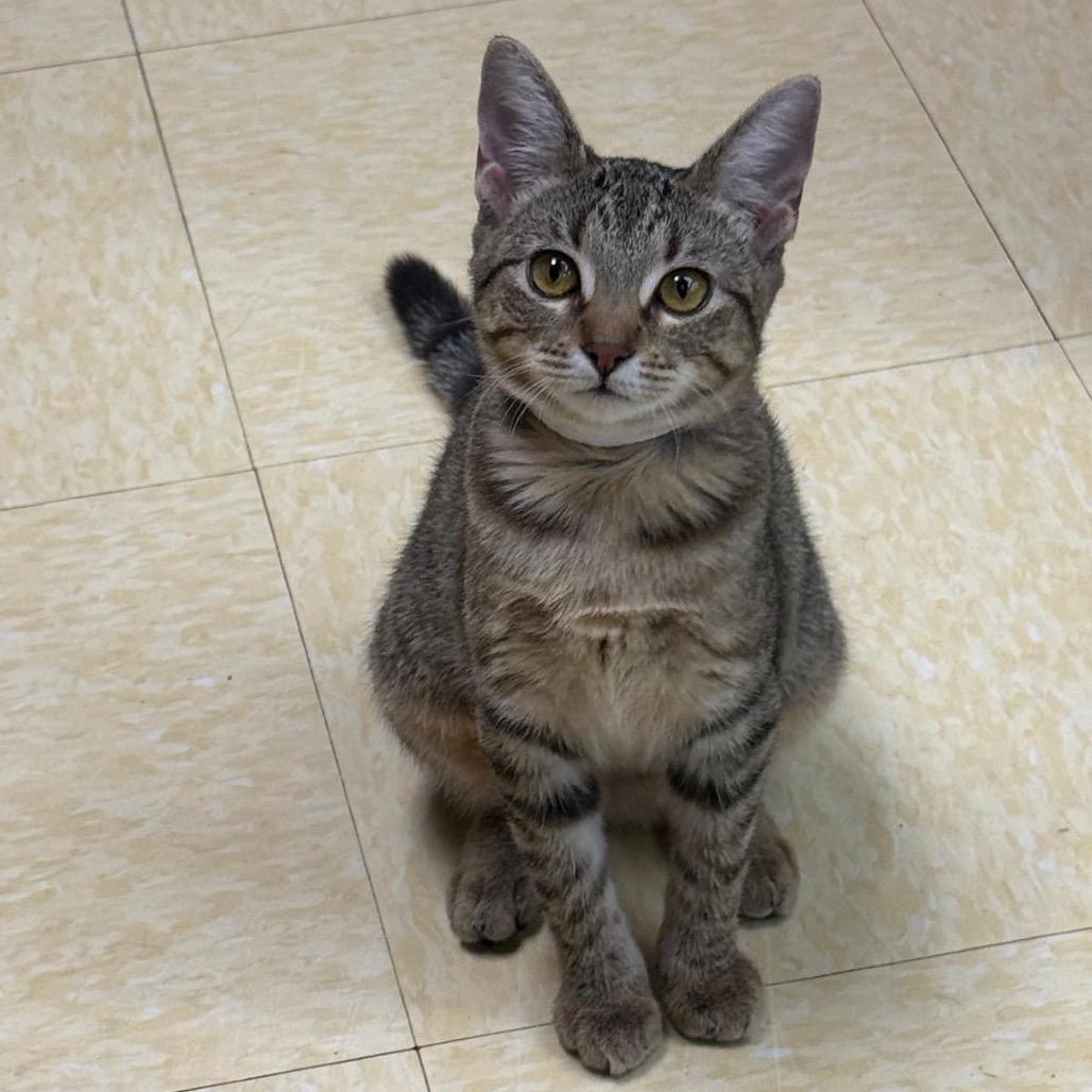 Enlarge Blinky, a Adoptable Domestic Short Hair in Laredo, TX image 2/2