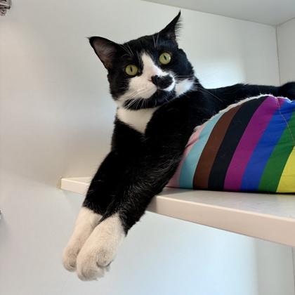 Enlarge Cricket, a Adoptable Domestic Short Hair in Wheaton, IL image 2/3