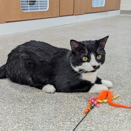 Cricket, Adoptable, Adult Male Domestic Short Hair & Domestic Short Hair.