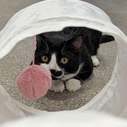 Enlarge Cricket, a Adoptable Domestic Short Hair in Wheaton, IL image 2/3