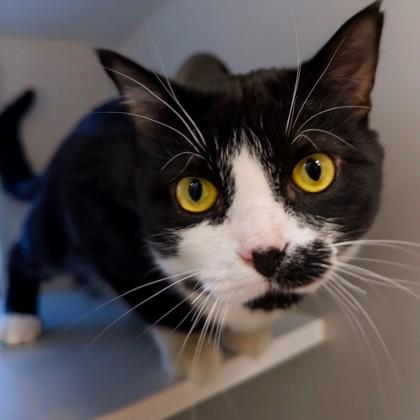 Enlarge Cricket, a Adoptable Domestic Short Hair in Wheaton, IL image 3/3