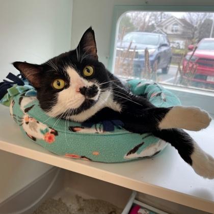 Enlarge Cricket, a Adoptable Domestic Short Hair in Wheaton, IL image 3/3