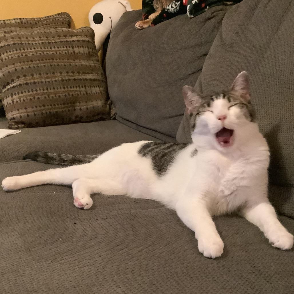 Guttermouth, Adoptable, Adult Male Domestic Short Hair.