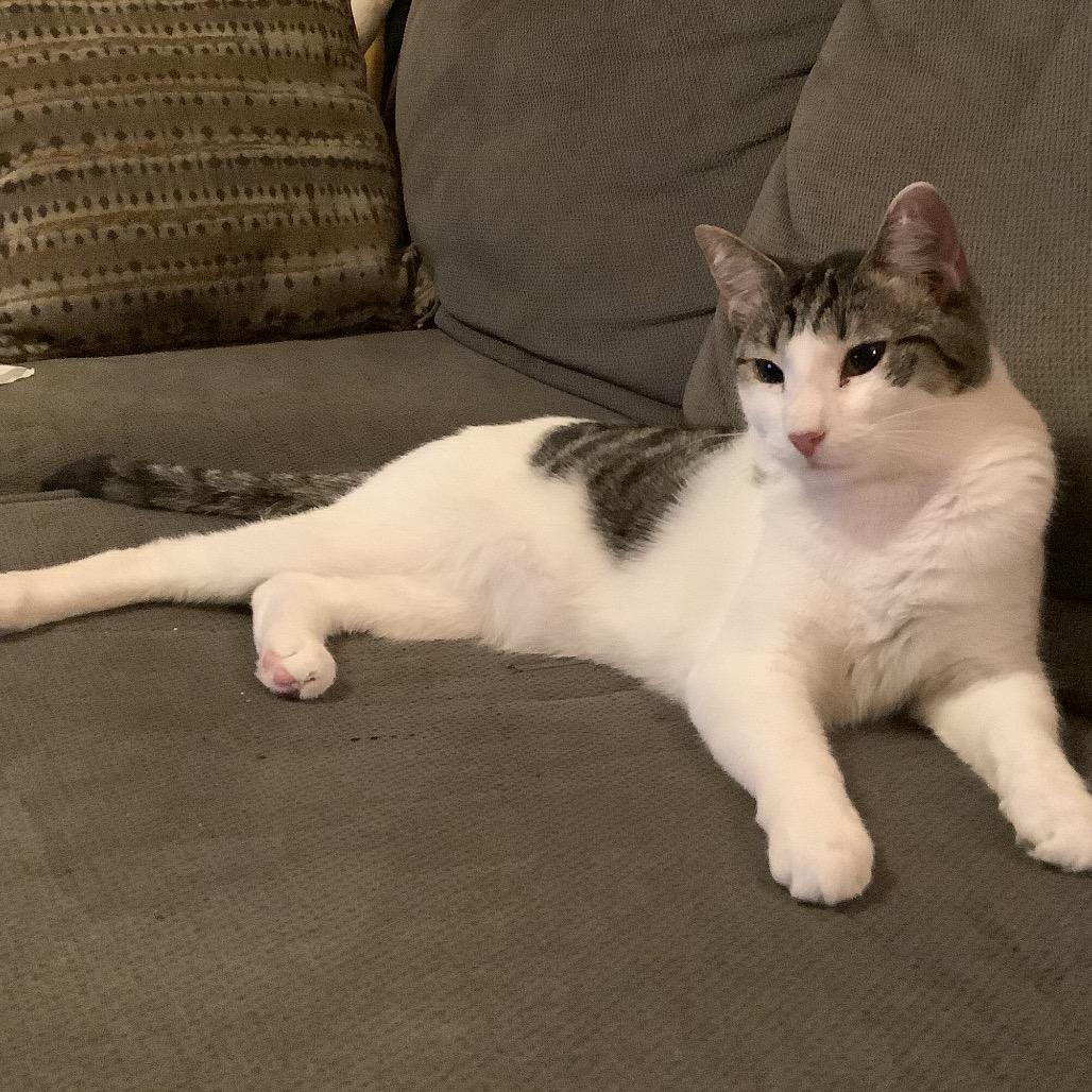 Enlarge Guttermouth, a Adoptable Domestic Short Hair in Irwin, PA image 2/6