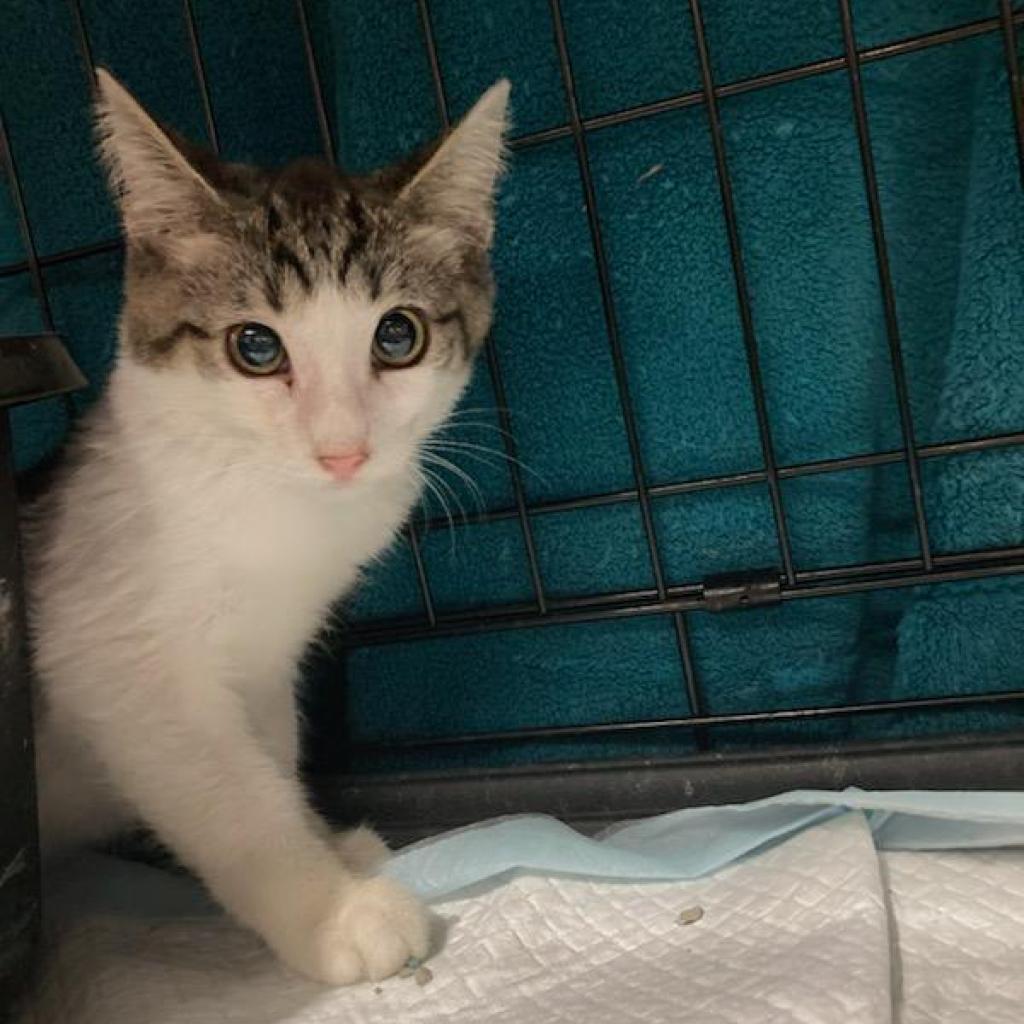 Enlarge Guttermouth, a Adoptable Domestic Short Hair in Irwin, PA image 3/6