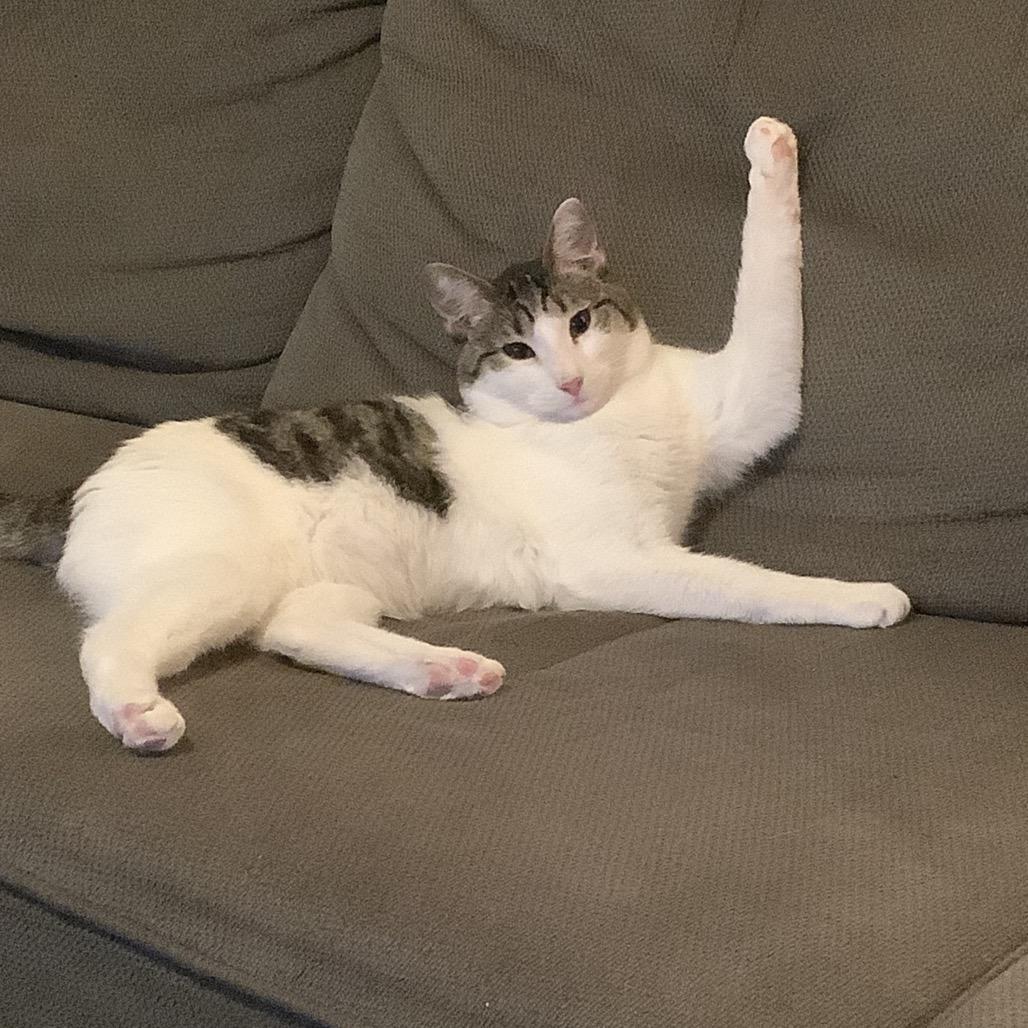 Enlarge Guttermouth, a Adoptable Domestic Short Hair in Irwin, PA image 4/6