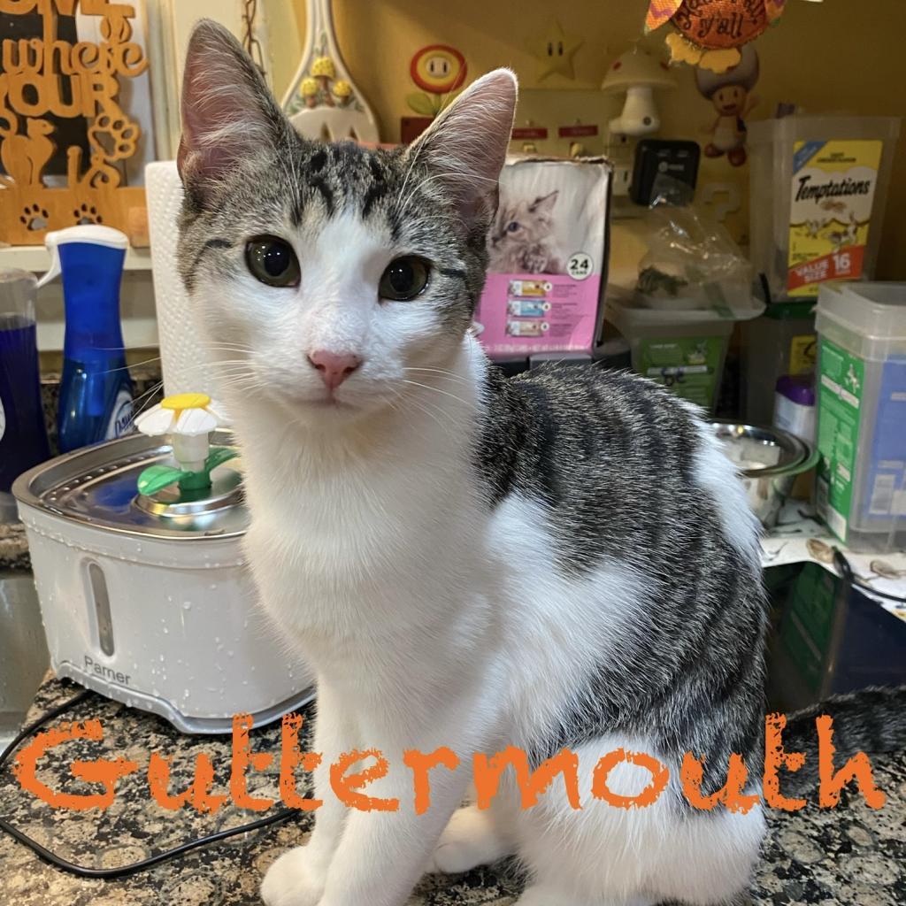 Enlarge Guttermouth, a Adoptable Domestic Short Hair in Irwin, PA image 5/6