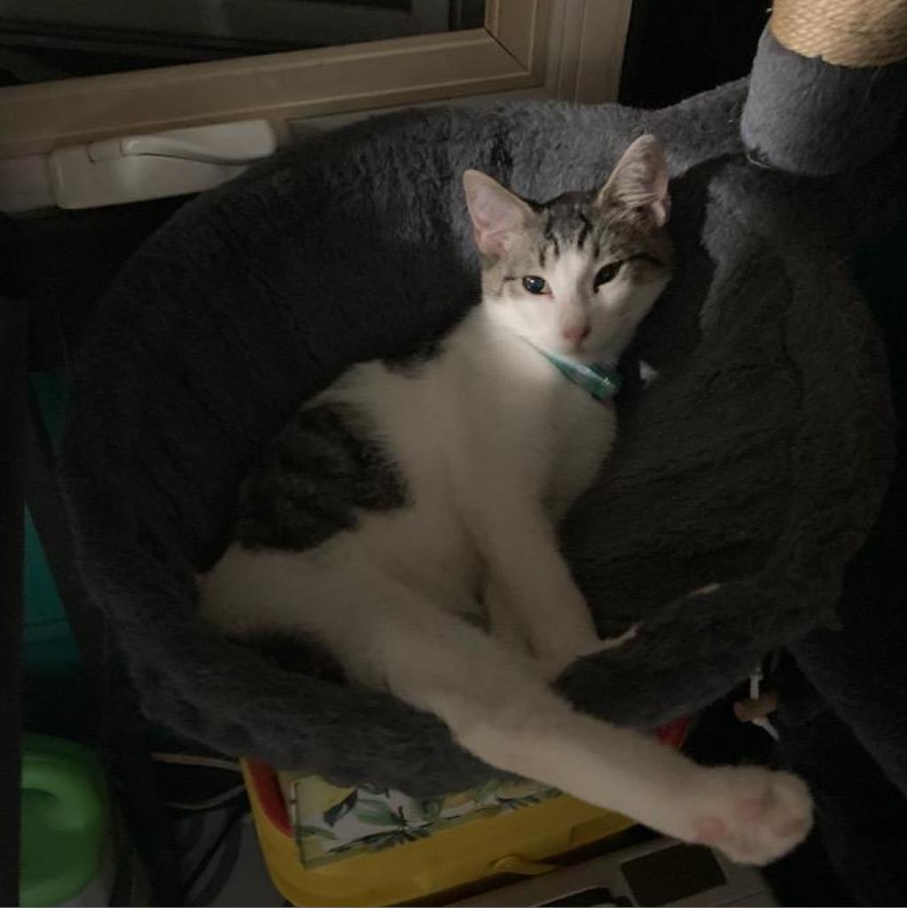 Enlarge Guttermouth, a Adoptable Domestic Short Hair in Irwin, PA image 6/6