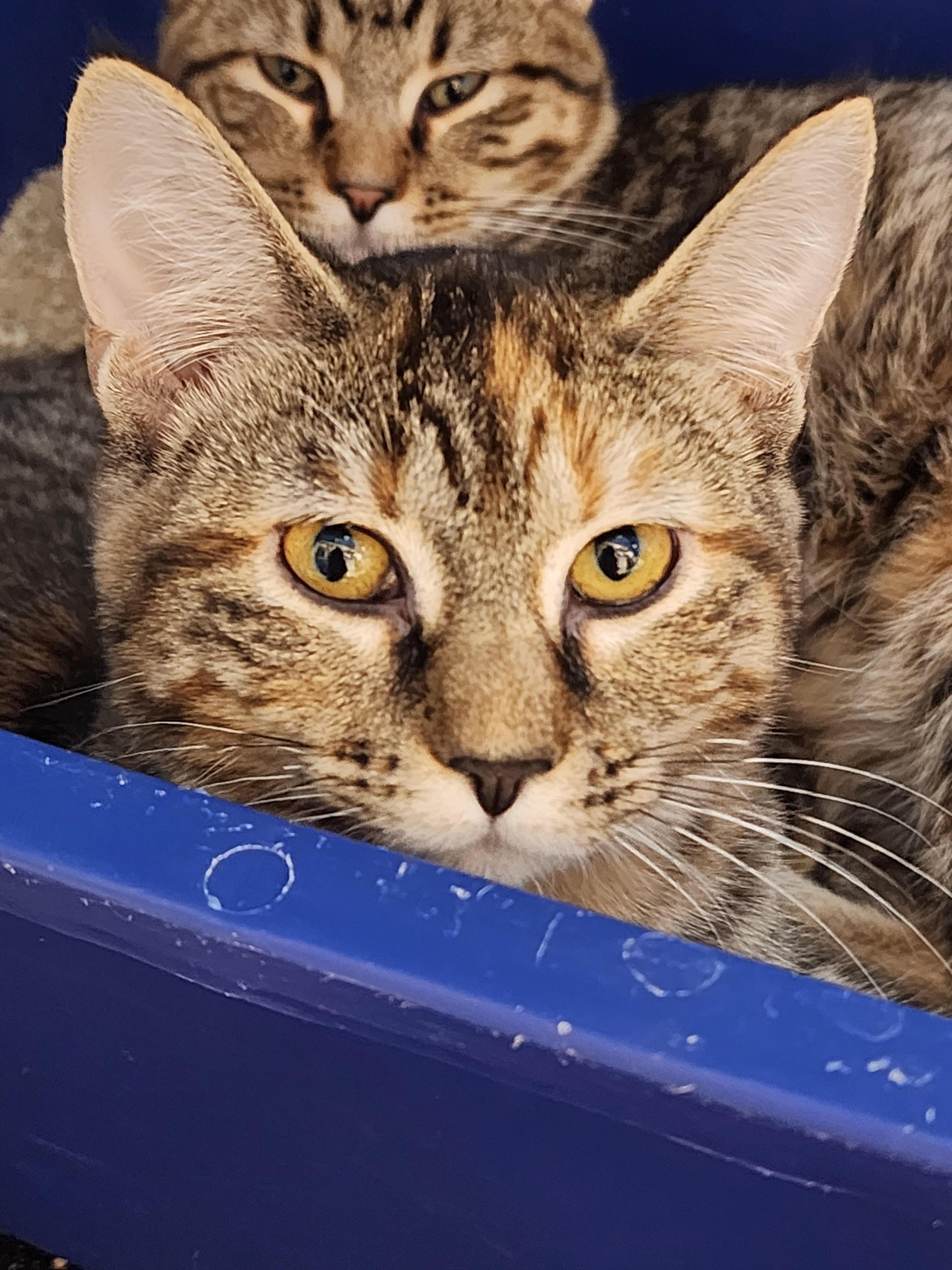 Enlarge Fig, a Adoptable Domestic Short Hair in Webster City, IA image 1/1