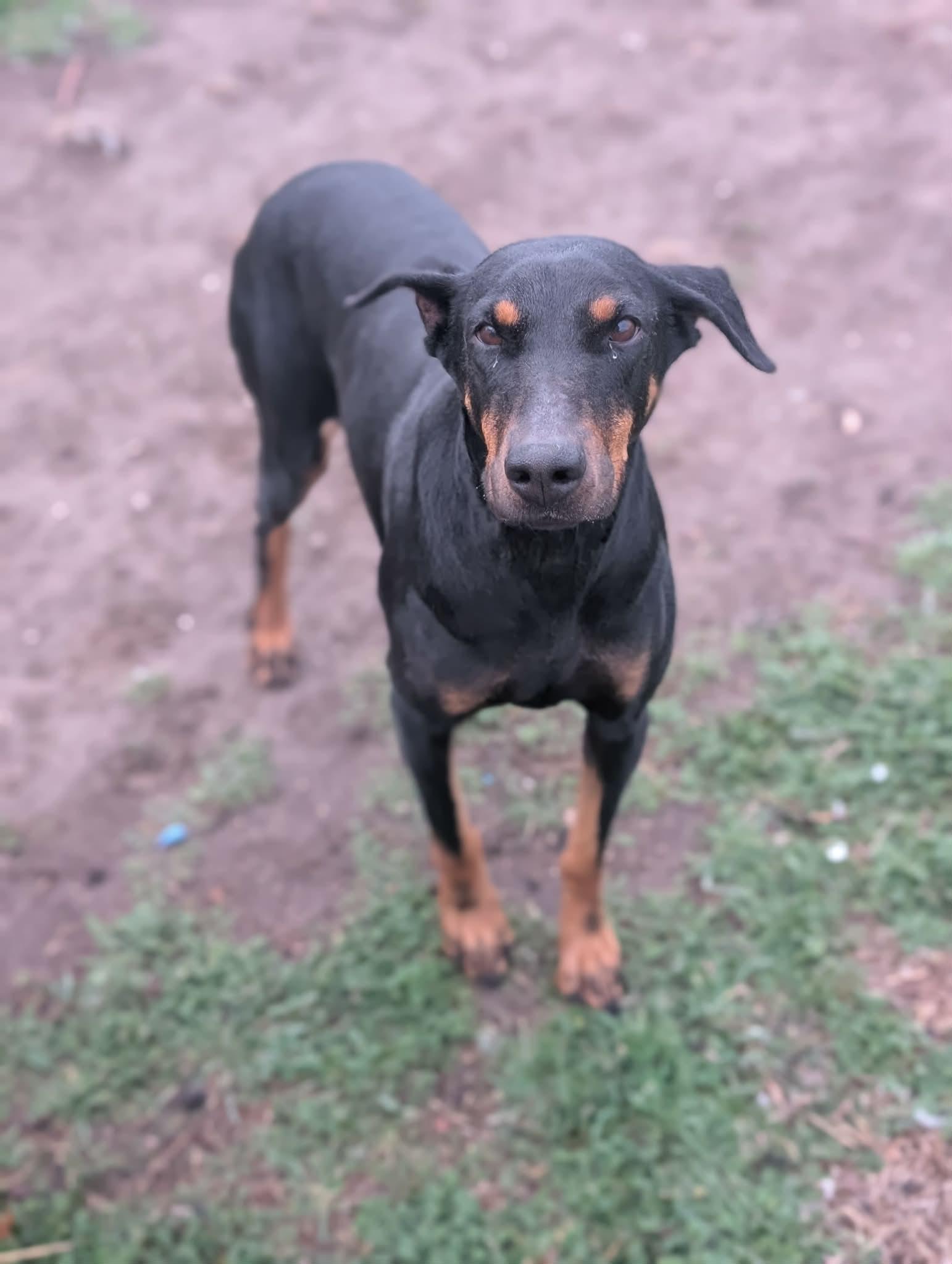 Queen Jolene, Adoptable, Adult Female Doberman Pinscher.