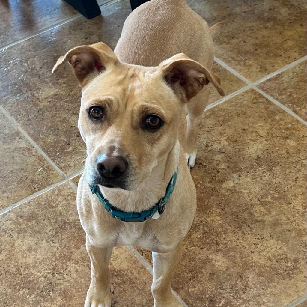 Latta F NV, Adoptable, Adult Female Chihuahua.