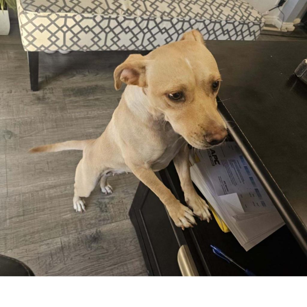 Enlarge Latta F NV, a Adoptable Chihuahua in Las Vegas, NV image 2/2