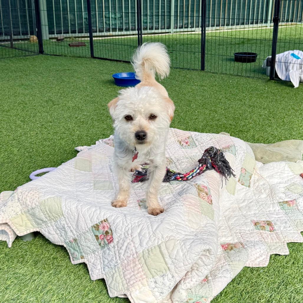 Enlarge Castiel, a Adoptable Terrier in Agoura Hills, CA image 1/5