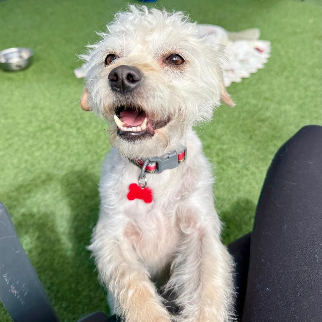 Enlarge Castiel, a Adoptable Terrier in Agoura Hills, CA image 3/5