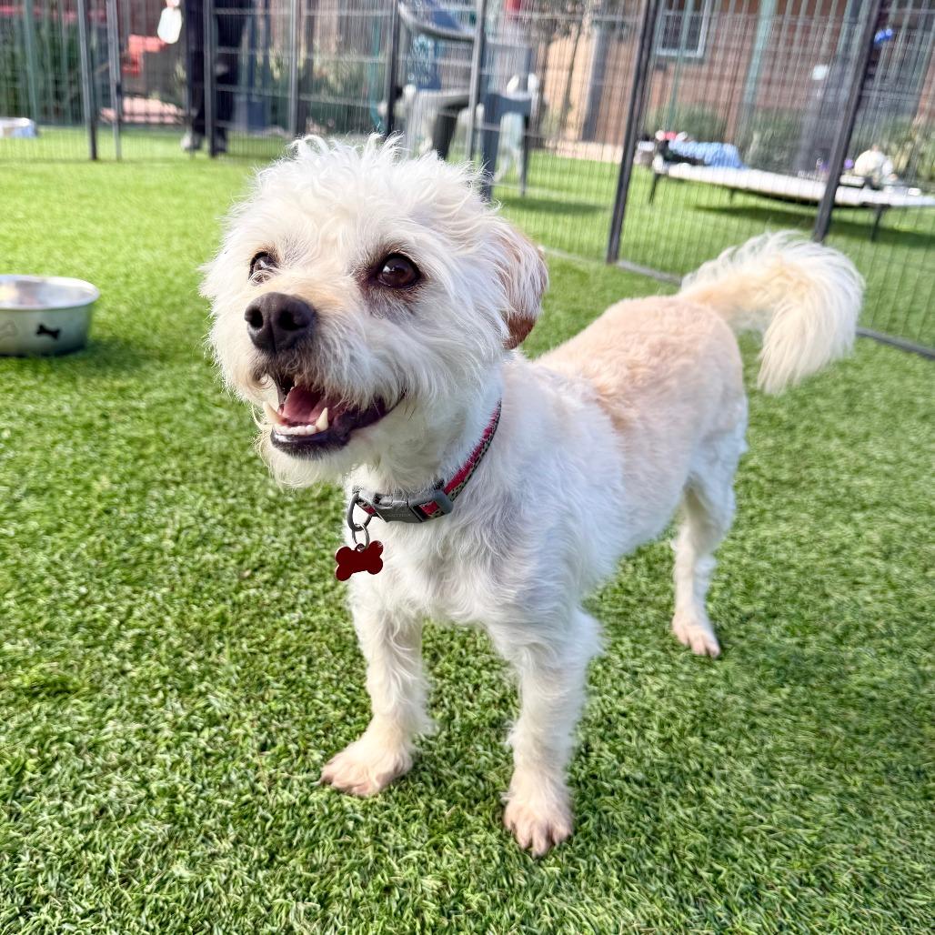 Enlarge Castiel, a Adoptable Terrier in Agoura Hills, CA image 4/5