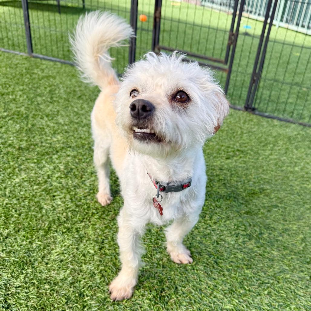 Enlarge Castiel, a Adoptable Terrier in Agoura Hills, CA image 5/5