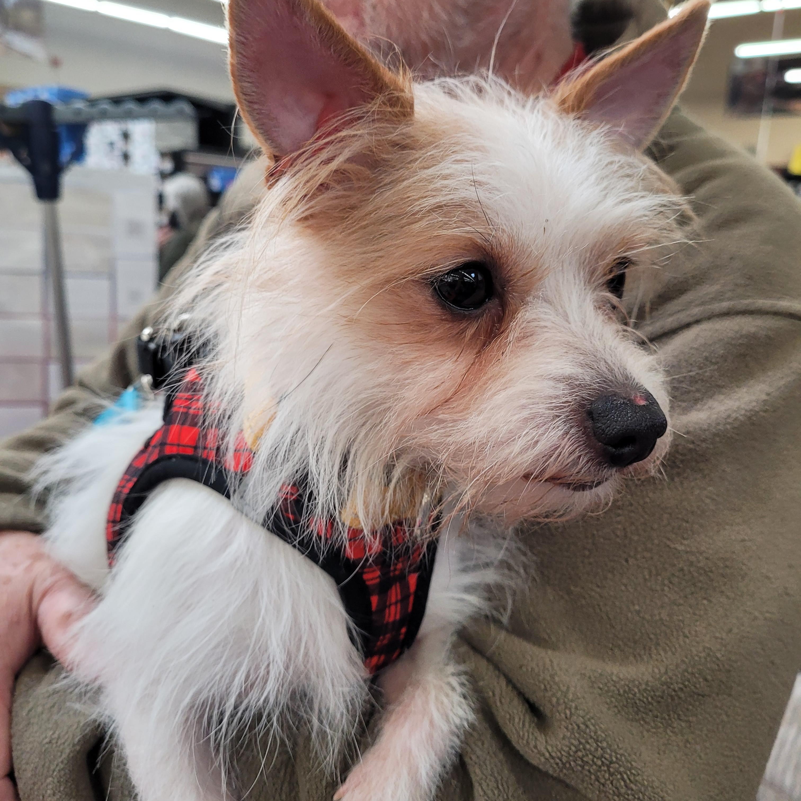 Enlarge Spike, a ADOPTABLE mixed breed in Sequim, WA image 2/4
