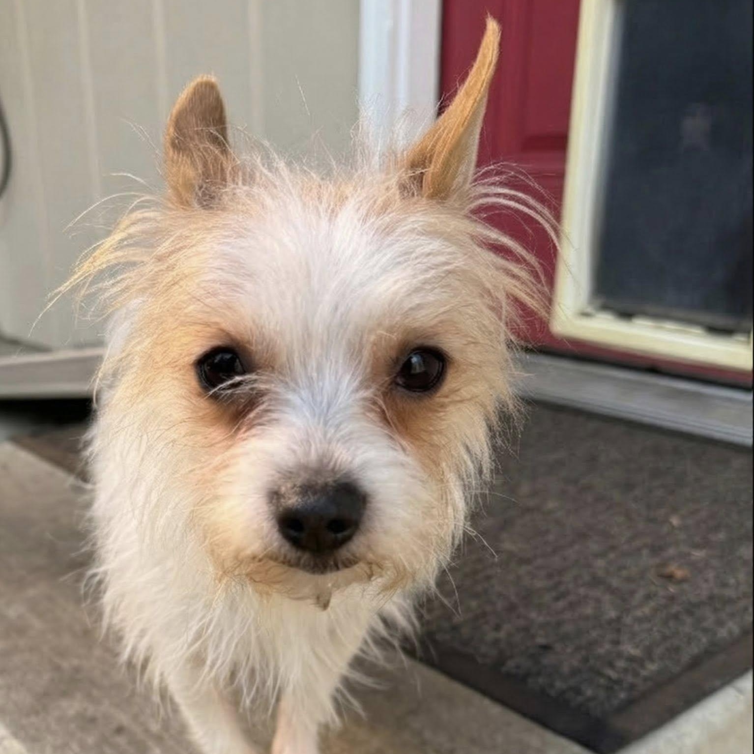 Enlarge Spike, a ADOPTABLE mixed breed in Sequim, WA image 4/4
