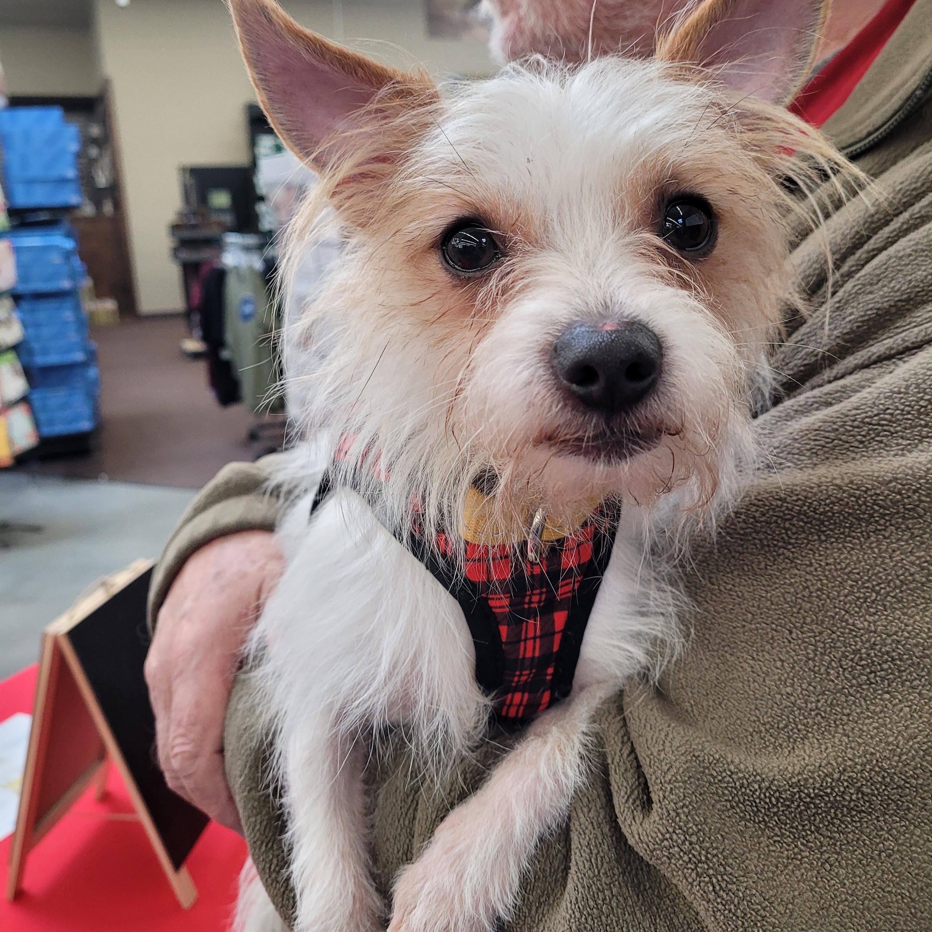 Spike, ADOPTABLE, Young Male Terrier.