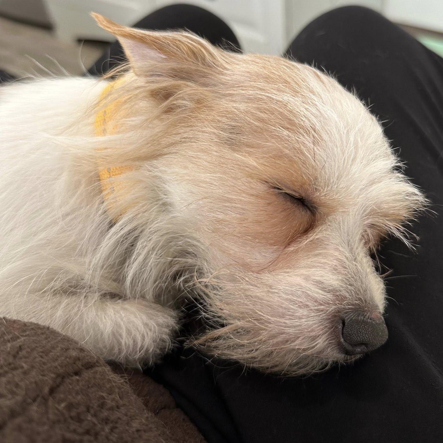 Enlarge Spike, a ADOPTABLE mixed breed in Sequim, WA image 3/4