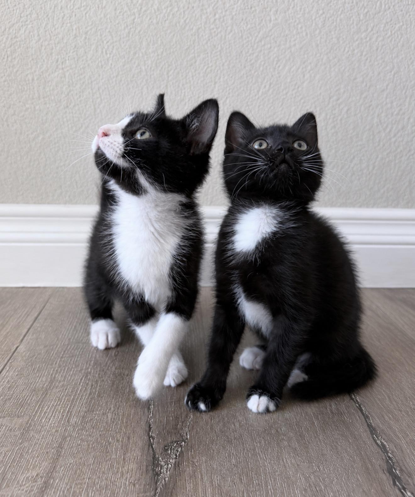 Enlarge Luke & Leia, a ADOPTABLE Domestic Short Hair in San Diego, CA image 2/5