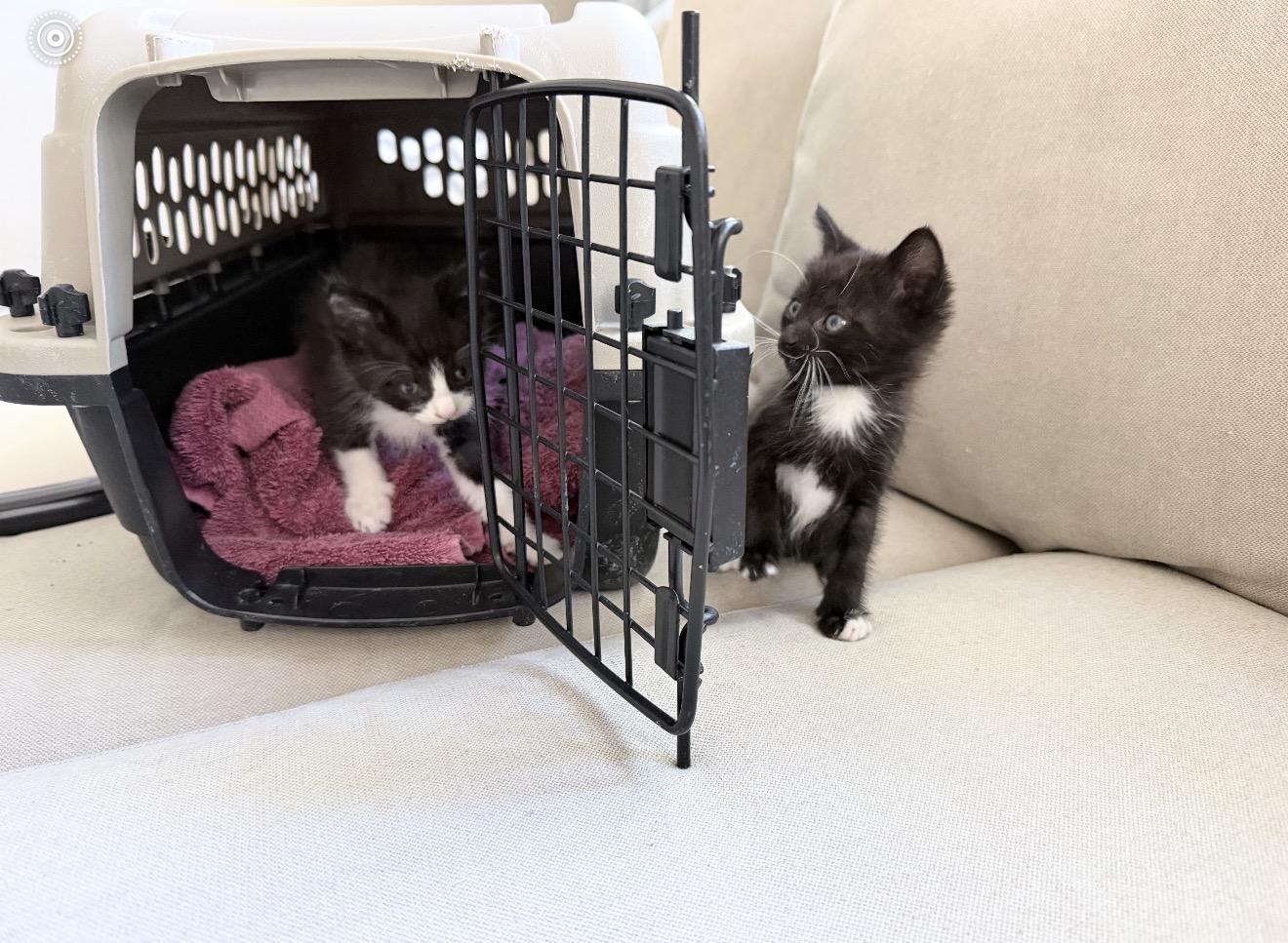 Enlarge Luke & Leia, a ADOPTABLE Domestic Short Hair in San Diego, CA image 5/5