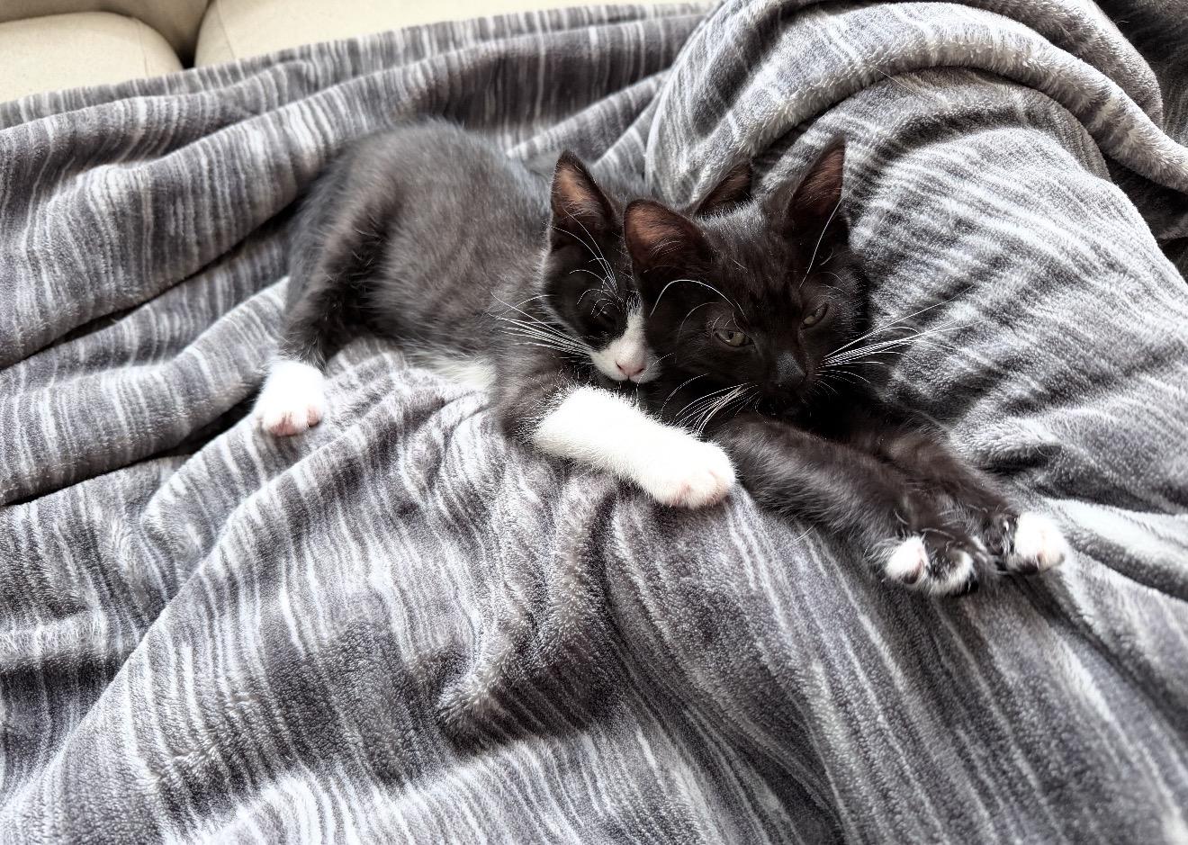 Enlarge Luke & Leia, a ADOPTABLE Domestic Short Hair in San Diego, CA image 4/5