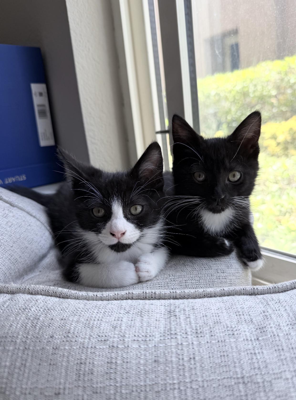 Enlarge Luke & Leia, a ADOPTABLE Domestic Short Hair in San Diego, CA image 3/5