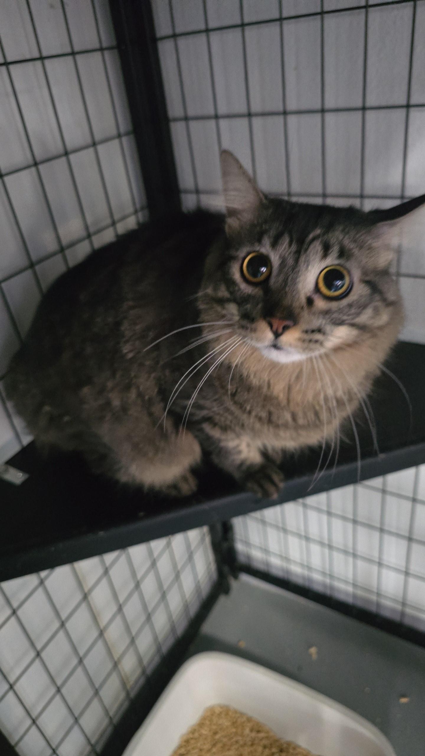 Enlarge Dixie, a Adoptable Domestic Long Hair in Iowa Falls, IA image 1/1