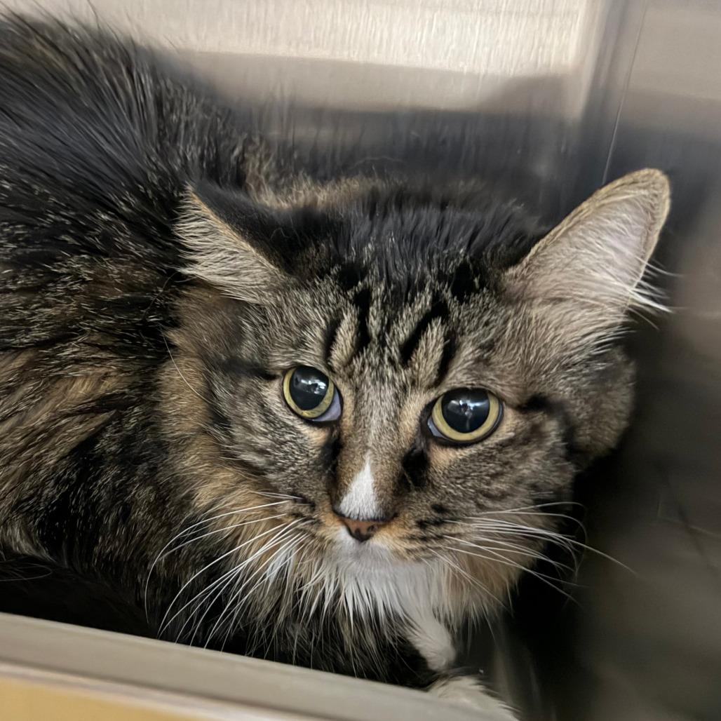 Enlarge Max, a Adoptable Domestic Medium Hair in Las Vegas, NV image 1/1