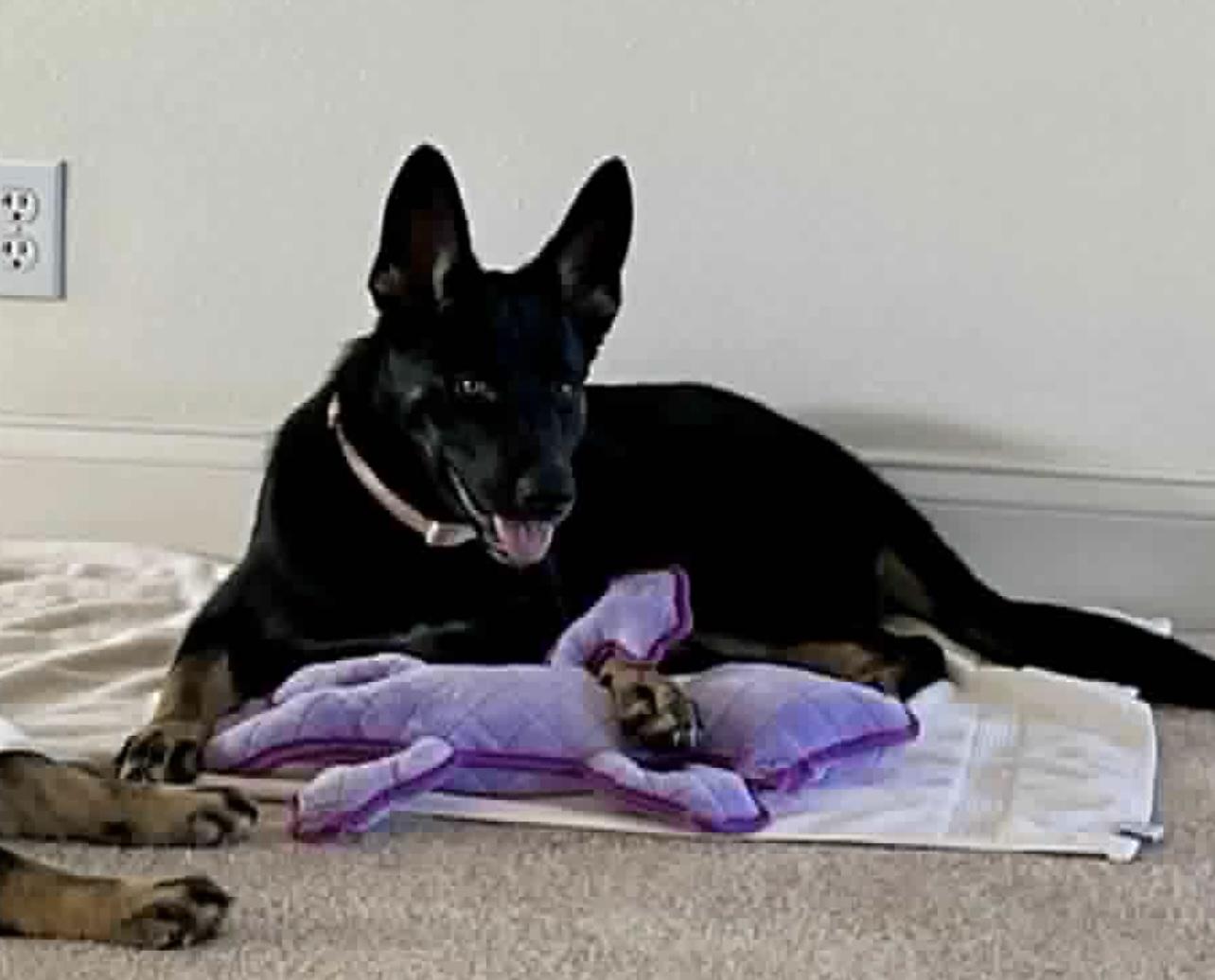 Josie, a Adoptable mixed breed in Jefferson City, MO image 2/5