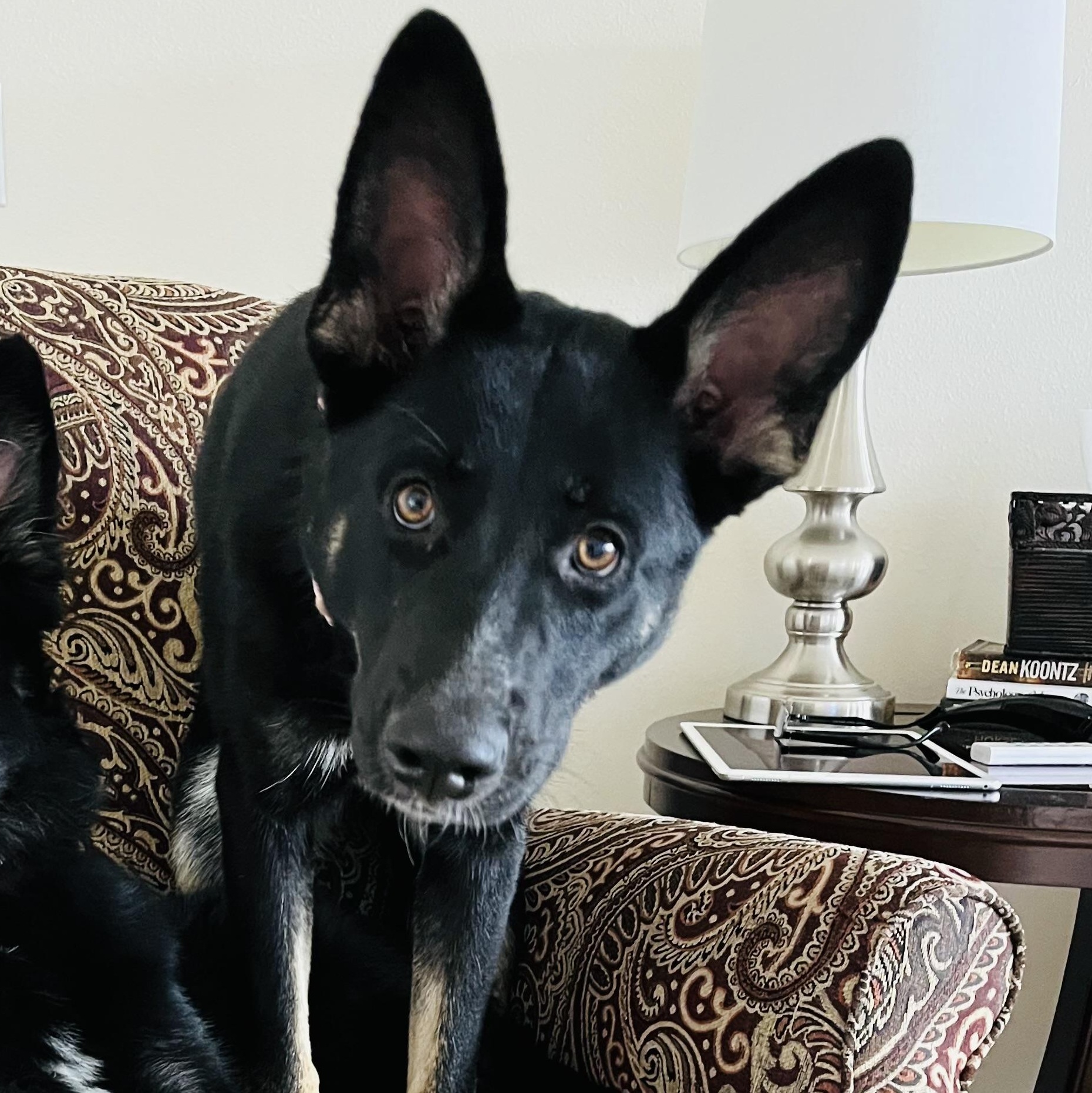 Enlarge Josie, a Adoptable mixed breed in Jefferson City, MO image 2/6