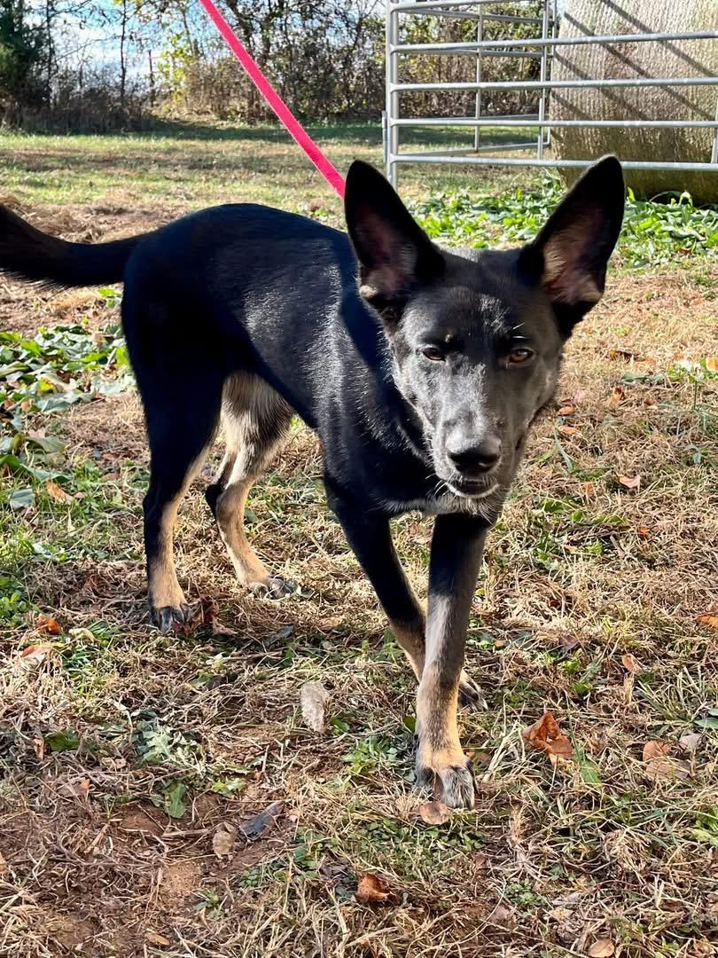 Josie, Adoptable, Puppy Female German Shepherd Dog.