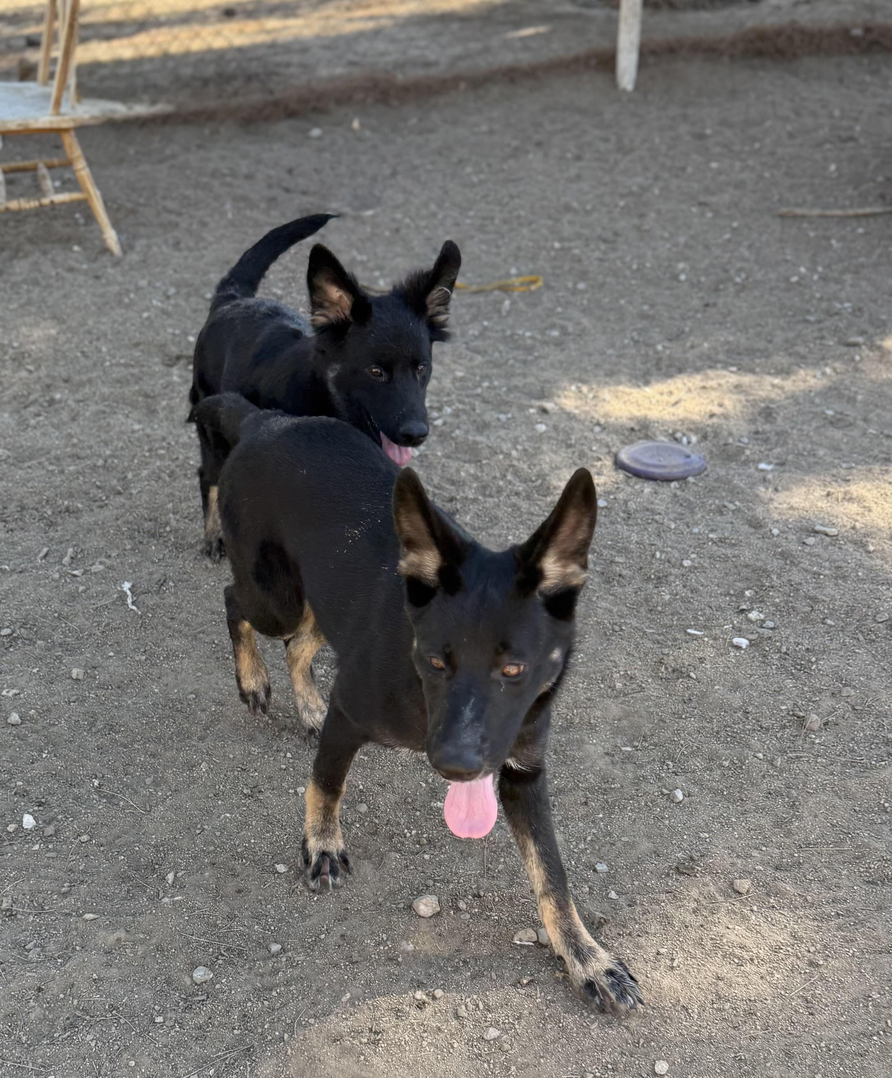 Lizzie & Josie NEED FOSTERS