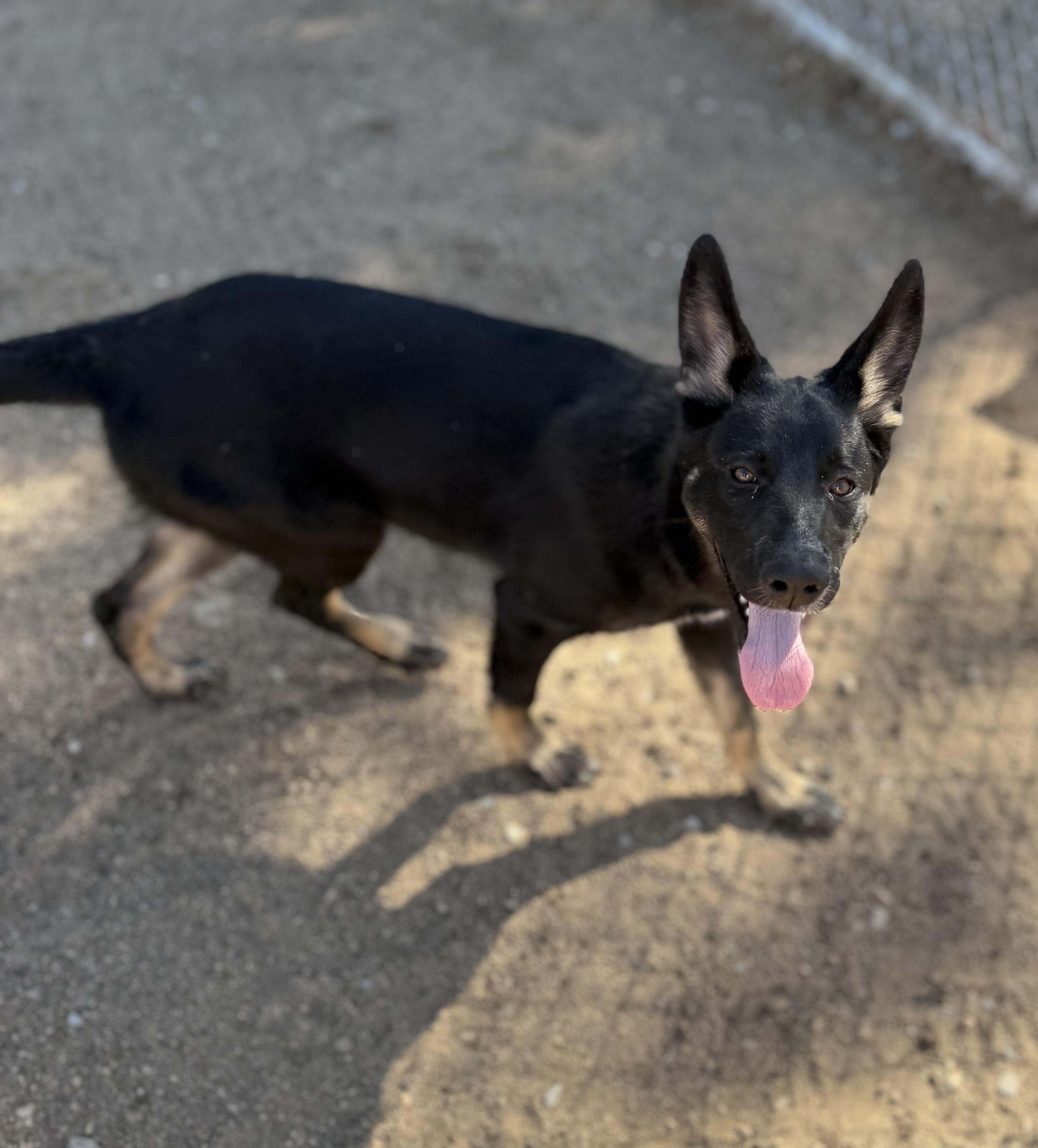 Josie, a Adoptable mixed breed in Jefferson City, MO image 5/5
