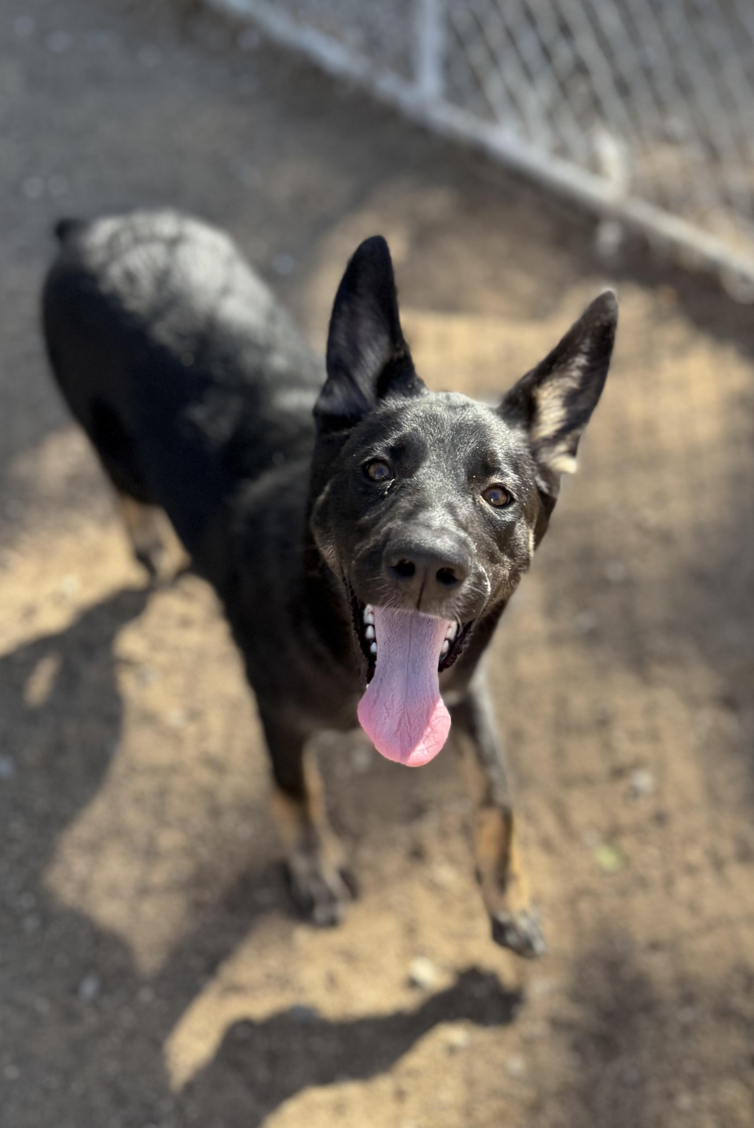 Lizzie & Josie NEED FOSTERS