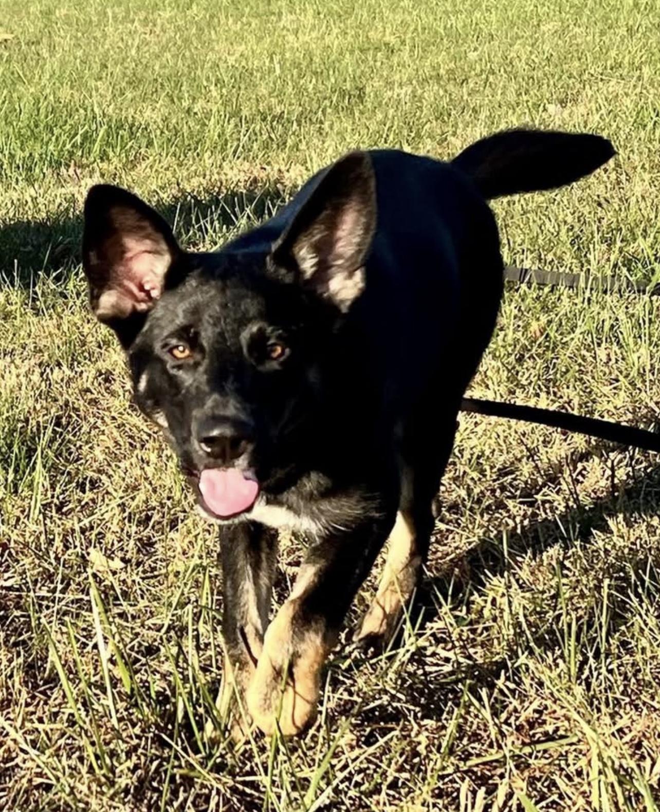 Josie, a Adoptable mixed breed in Jefferson City, MO image 3/5