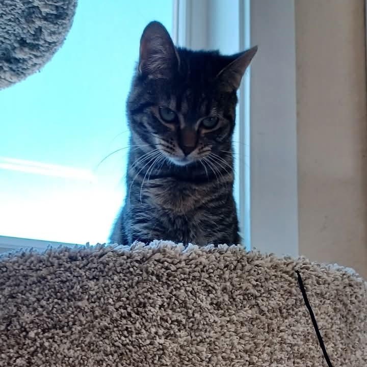 Mila, Adoptable, Young Female Domestic Short Hair.