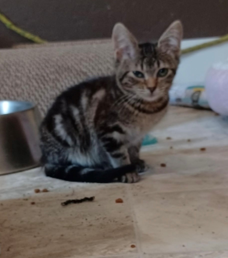 Mila, an adoptable Domestic Short Hair in Walworth, WI, 53184 | Photo Image 2