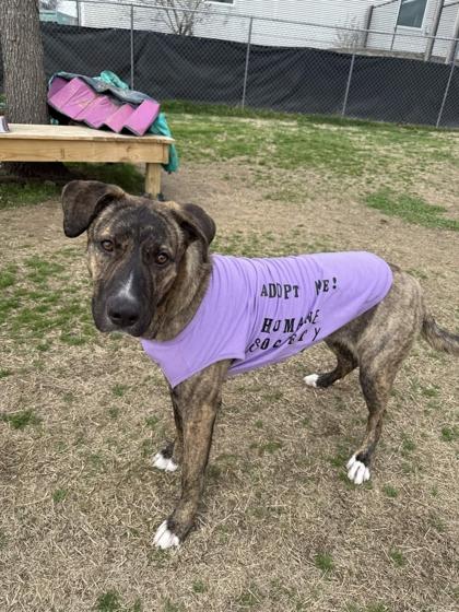 Josephine, Adoptable, Young Female Mixed Breed & Mixed Breed.